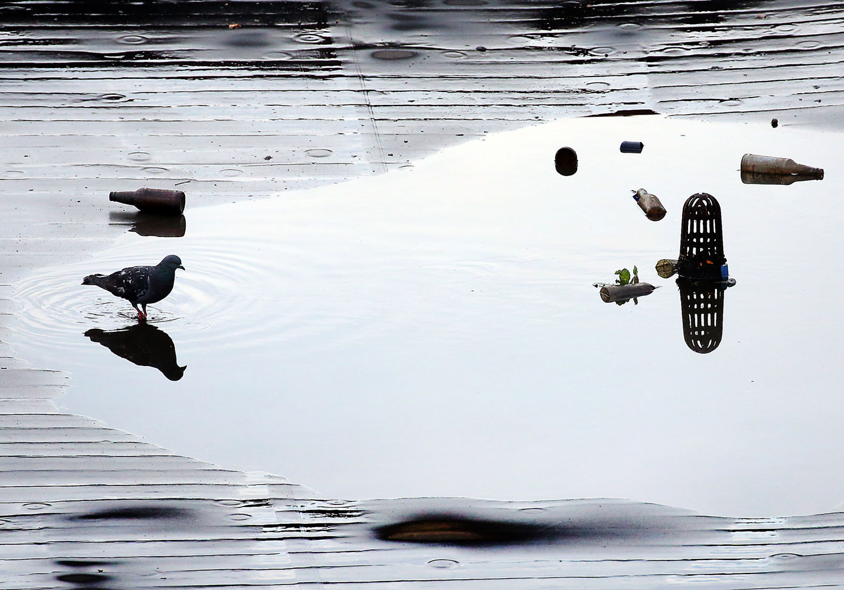 Downtown pigeons